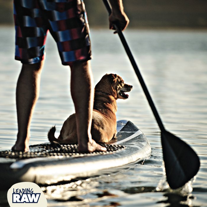 LeadingRAW's tweet photo. #exercisedogs #healthydogs #activedogs #healthylife #outdoorlife #LeadingRAW #rawfood #rawfeeder #naturaldog #doghealth #wolfpack #RAWtribe https://t.co/Loj0EY0r47