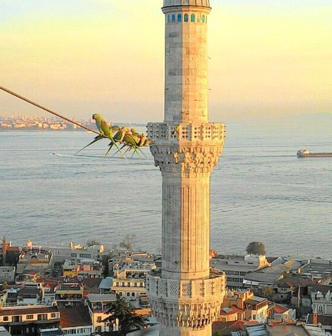 Seda_Ozen's tweet photo. Günaydın 🌸 Sultanahmet Cami minaresinden diğerine bakış, yeni şehir sakinleriyle 🌸 https://t.co/NWqS4Z5hj1