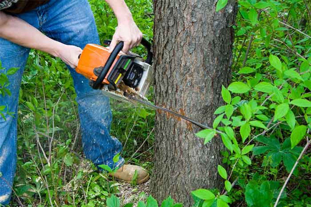 Treeraider's tweet photo. Unless you want to be held liable for accidents, make sure your tree service provider is Licensed and Insured! #Tree_Raider is a licensed and insured #Tree #Removals providers in the #Ryde, #Epping, #Calingford and Baulkham Hills. Call us now for hiring our services; 0414 762 797 https://t.co/4mUAvUWPZK