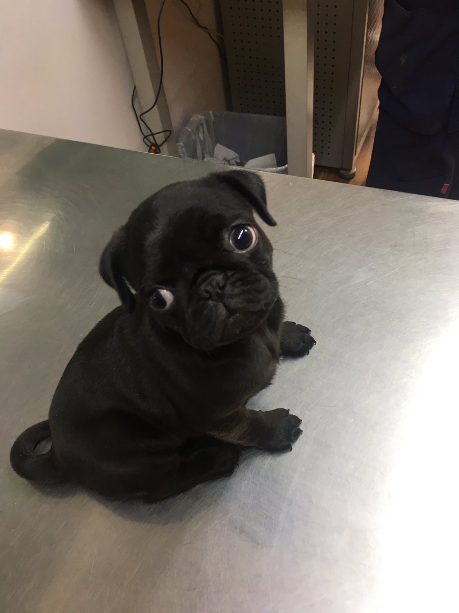 CanaThePug's tweet photo. Mis papá me llevaron hoy al veterinario para que me pusieran mi primer vacuna y me dolió mucho 💉😭😔 https://t.co/OdQdhYub6G
