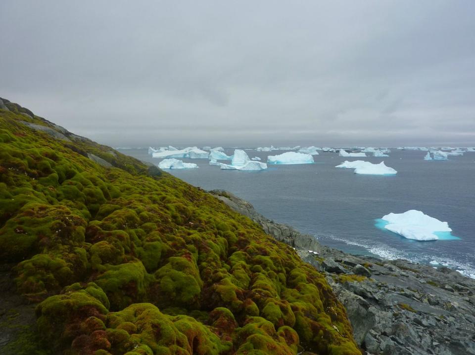 Forbes's tweet photo. Antarctica is going green, and this is very bad news https://t.co/ymXgYTwV7a https://t.co/Yask80mOma