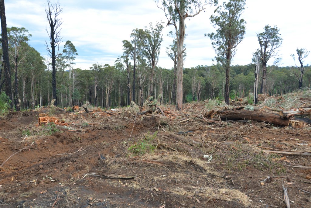 eastgippyforest's tweet photo. .@LilyDAmbrosioMP it's sad you abandoned your responsibilities for FFG Act listed species that scientific advisors told you to protect from logging.

@DELWP_Vic found greater gliders at Mt. Jersey. This week VicForests illegally logged the site. Please do you job #SpringSt https://t.co/l9XHYC4MpD