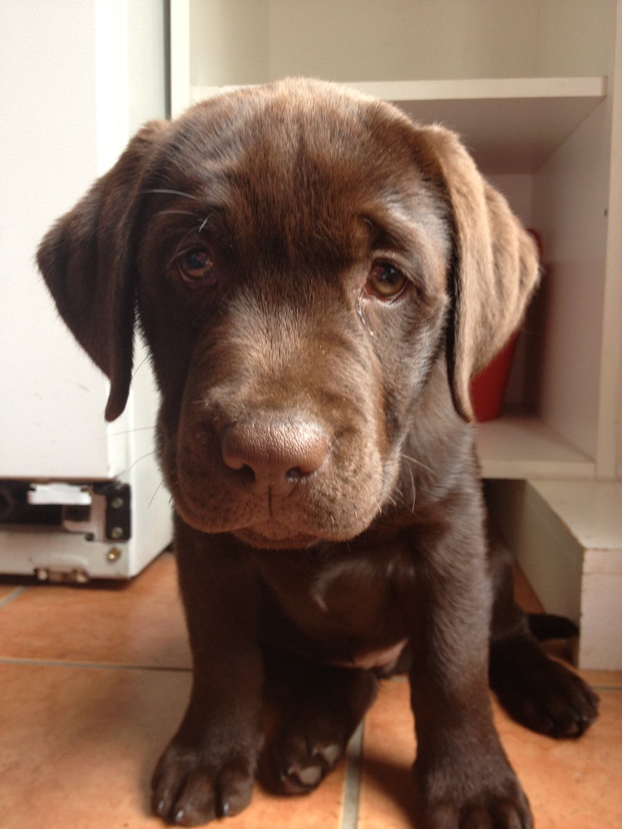 loutavano's tweet photo. #LLBeanPuppyContest https://t.co/My0GwbnCjy