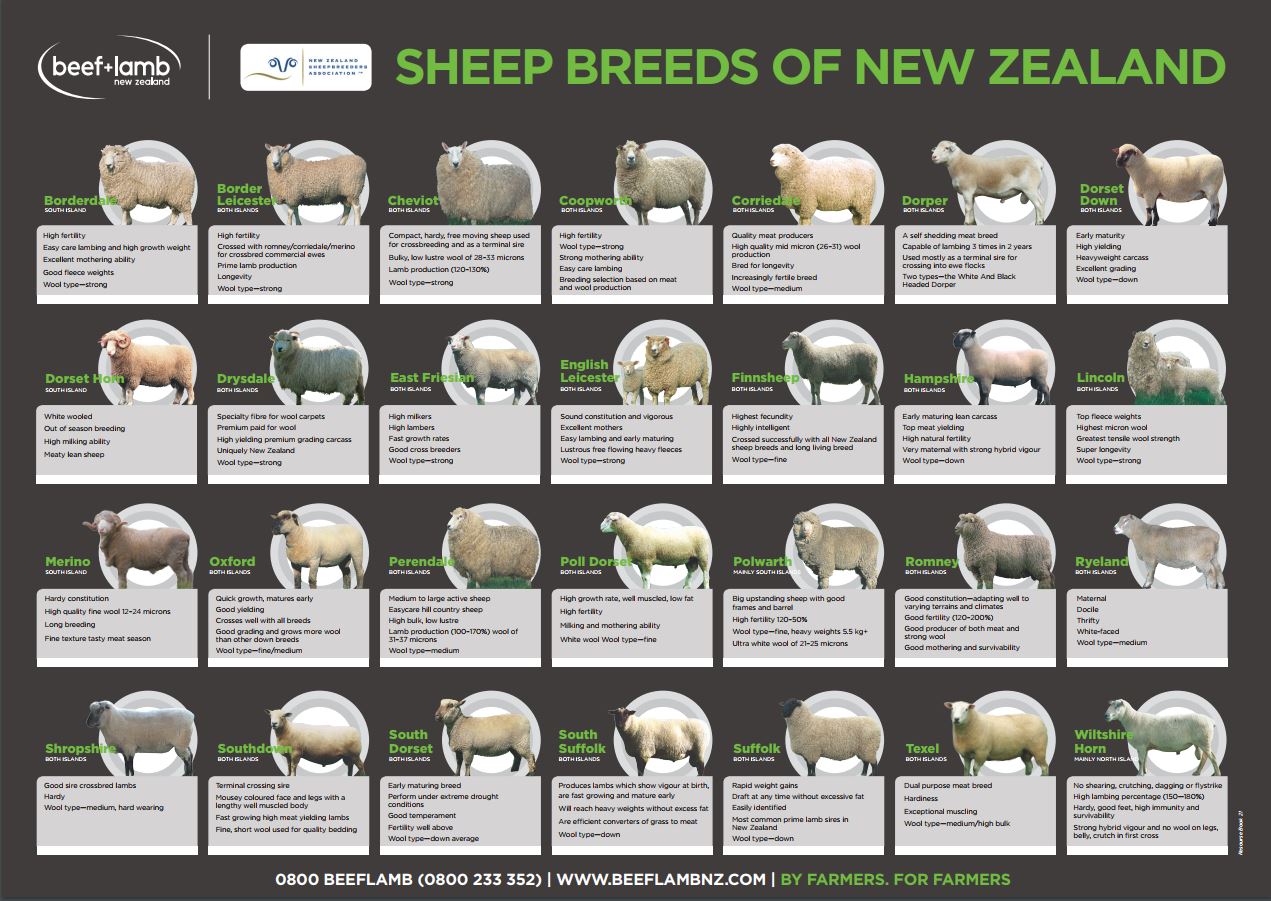Twitter 上的Beef + Lamb New Zealand："Following on from our beef breeds  poster, the sheep breed poster is another great resource for your farm or  office! https://t.co/RynQmDjUao https://t.co/aDcVvNwXK8" / Twitter
