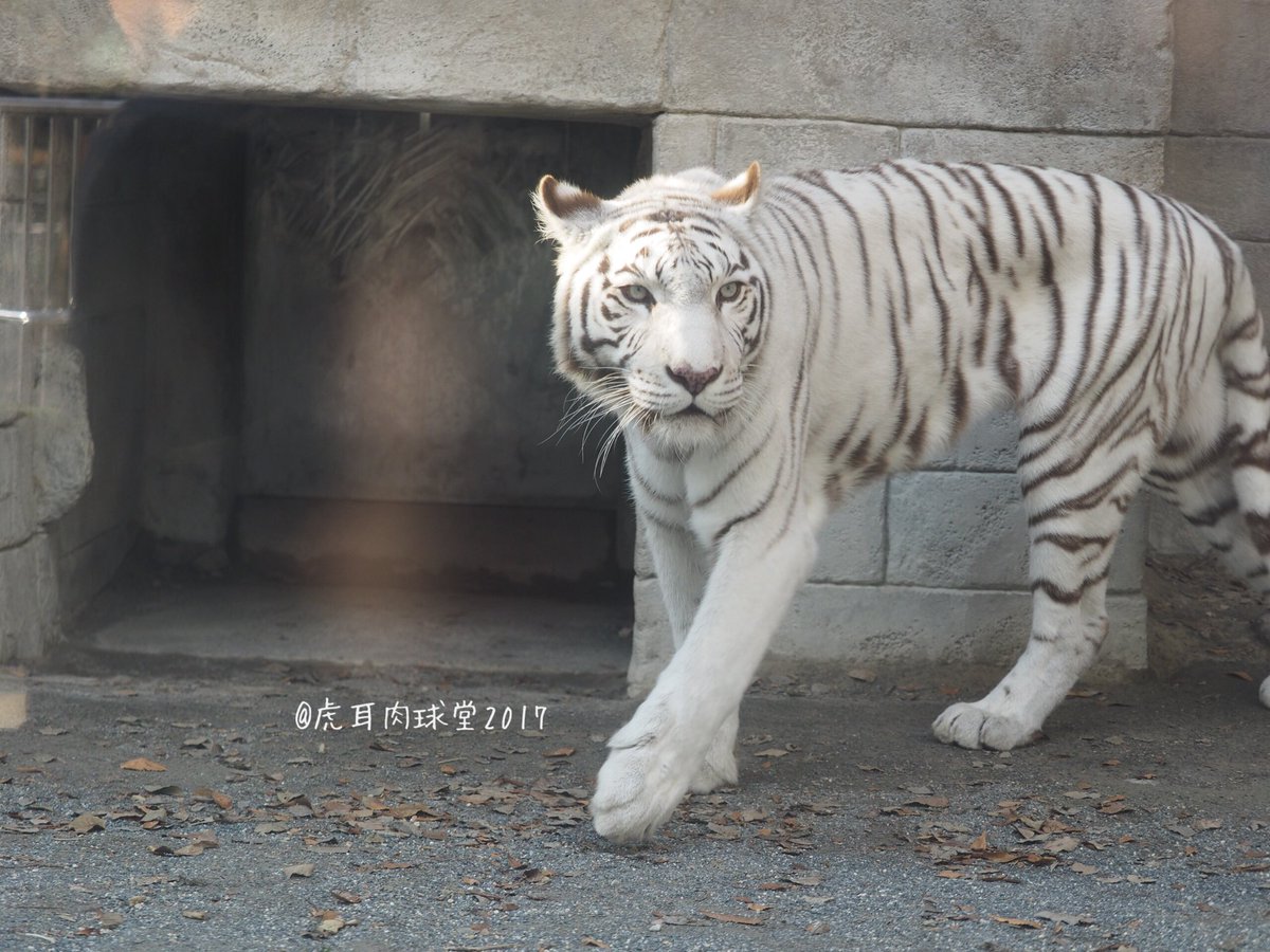 虎耳肉球堂 11 26 東武その2 14 40からのイベントまで午前当番のカーラ様の収容が延びてしまい ちょっとイラッとしていました そこにいるんでしょ はーやーくーしーて な 虎耳状斑の後ろ姿 可愛いです