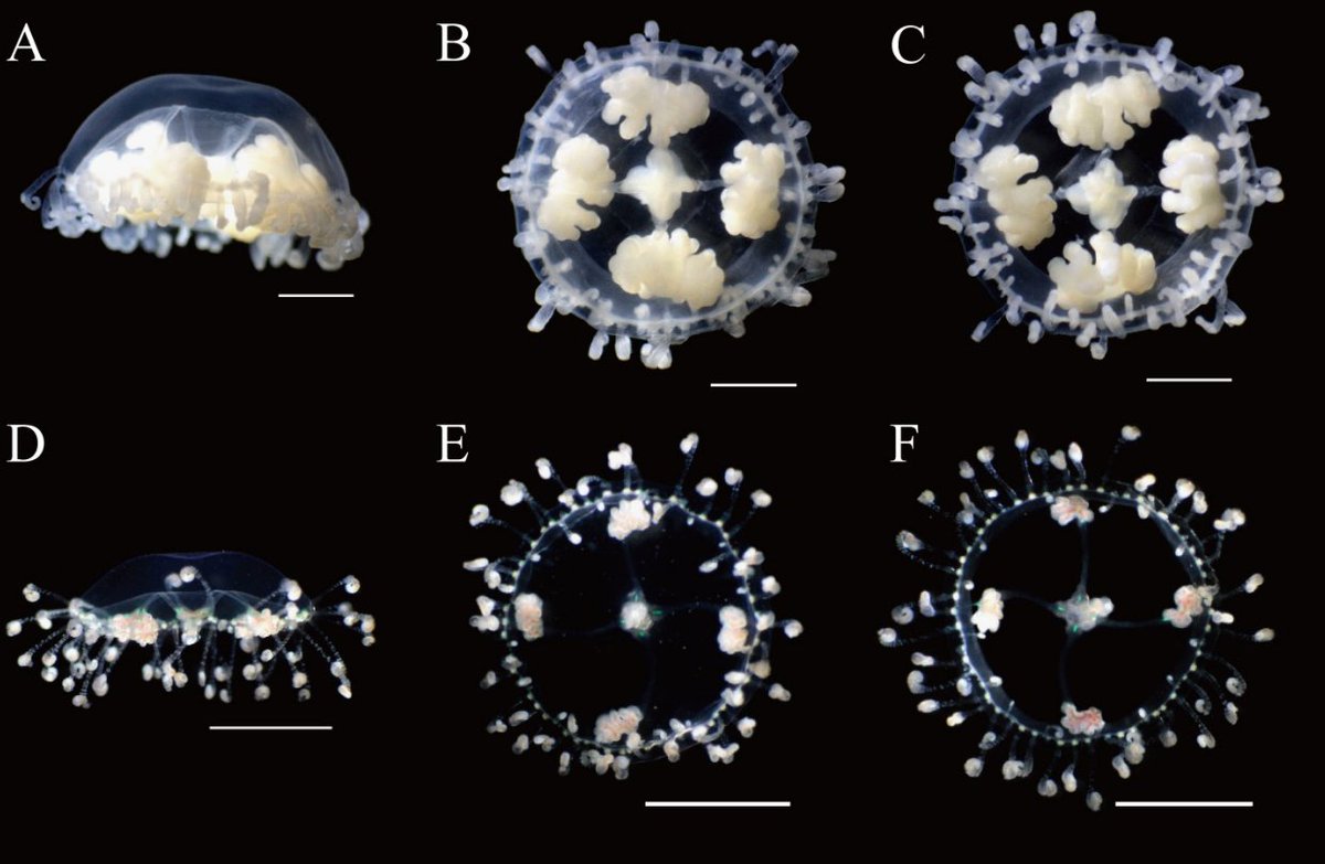 تويتر ミ クラゲ屋 ミ على تويتر コモチカギノテクラゲ属に新たな新種 Scolionema Sashin Sp N Toshino 17 T Co Xpsajr7dgy 実際に飼育していましたが 従来のコモチカギノテクラゲに比べて扁平でした 生殖巣 平衡胞の傾向が奇麗ですね
