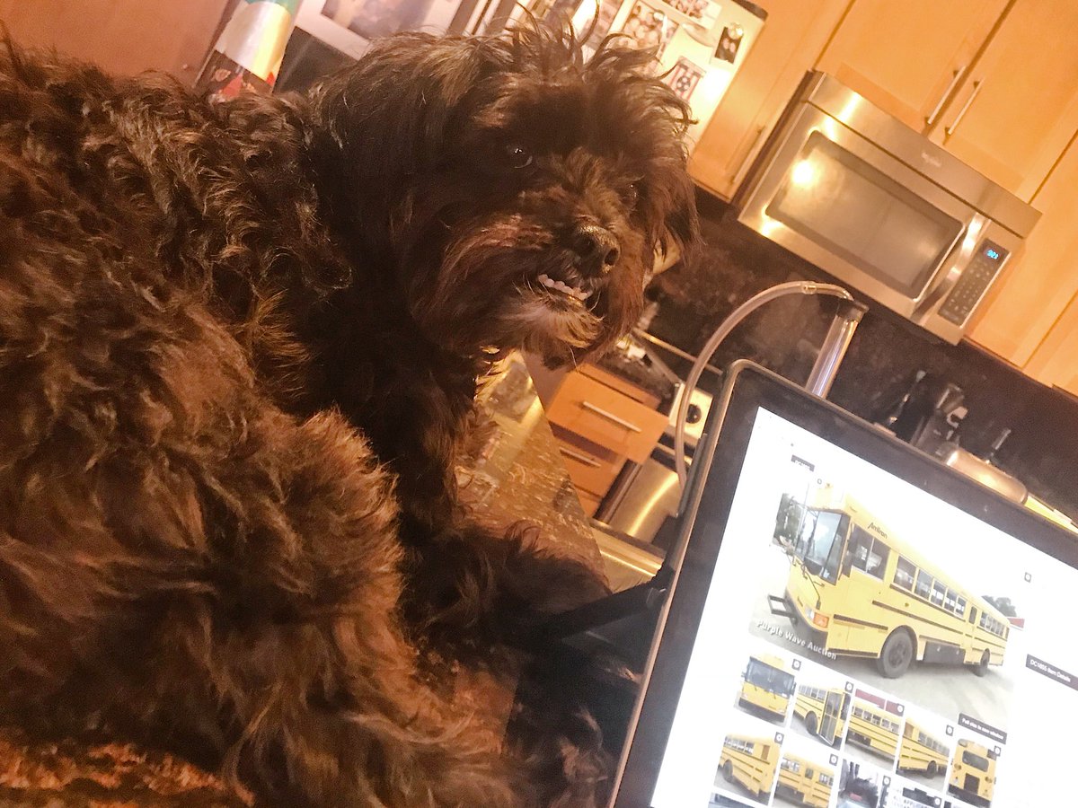 PagingAdventure's tweet photo. Little dog is helping us research to make sure we find the perfect new home. 🚌 #skoolie #furbaby https://t.co/a2iiiJsxa8
