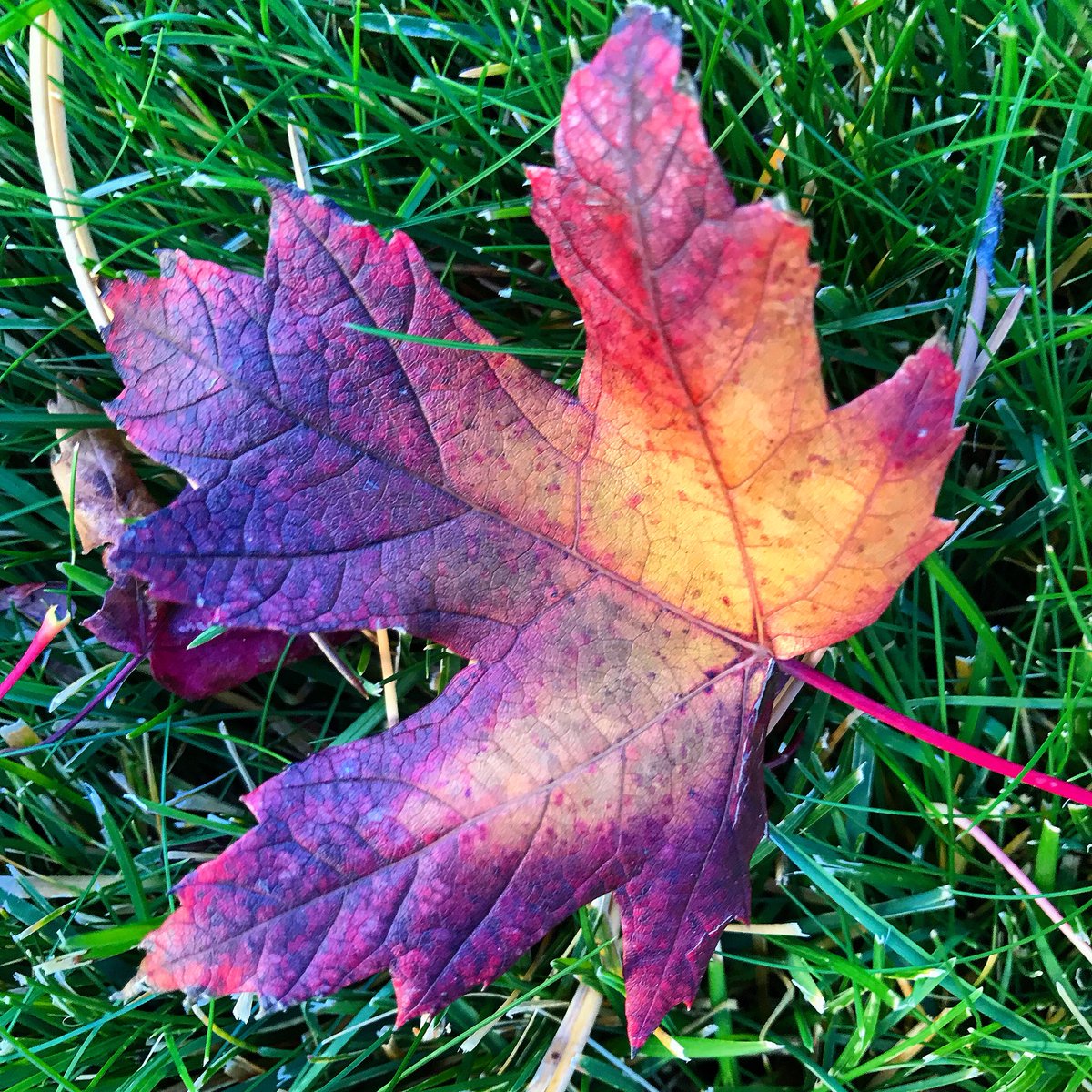 LarryFrugoliDMD's tweet photo. We are so very thankful for you! Hope everyone had a great Thanksgiving! 🍃🍂🦃❤️ #thankful #fall #november #renonevada #drsfrugoli #dentist #caughlincrossingdentistry #smile #holidayseason https://t.co/sOq5Wm5fDi