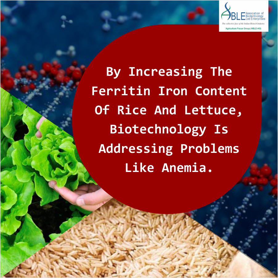 ABLE_AG's tweet photo. Genetic improvement of crops to contain high levels of iron is a way to overcome the malnutrition problems. #AbleAg https://t.co/UT1kZCQK9U
