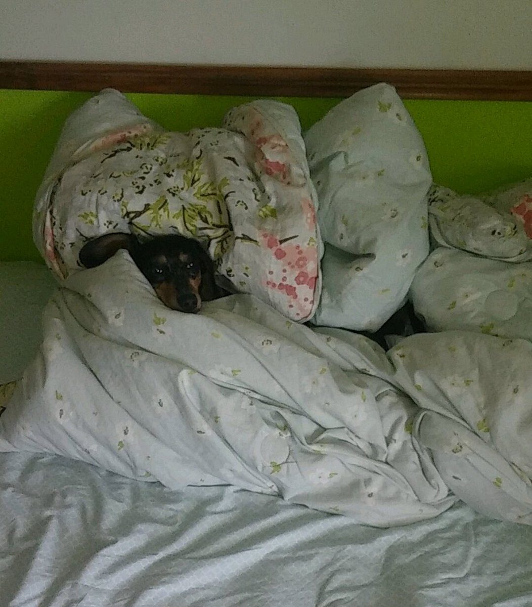 ErmBee's tweet photo. How am I to go back to sleeping at school tonight without my doggy sister (who is smaller than a standard cat) hogging the bed and the covers? 😍😕 https://t.co/taKGwaO0dW