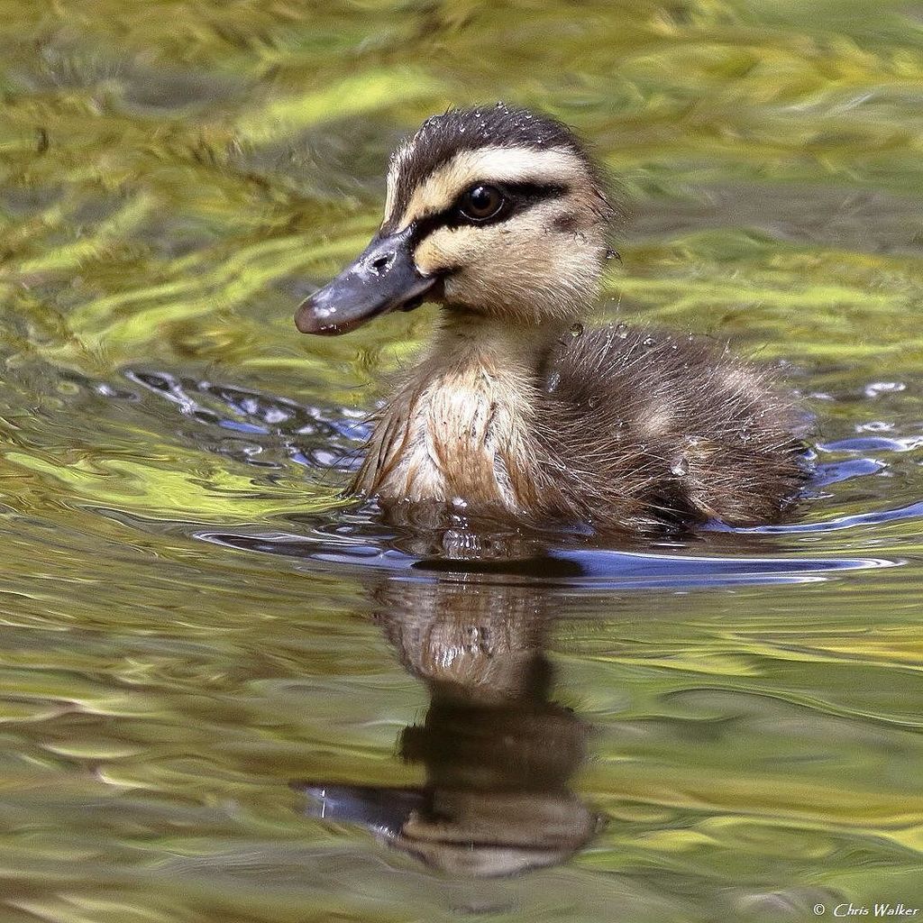 WildRedlands's tweet photo. One of ten ducklings in the creek next to Henry Ziegenfusz Park this morning. #pacificblackduck #duckling #anassupercilosa #henryziegenfuszpark #clevelandqld #redlandsanyday #wildredlands #4u2c #southeastqueensland #queenslandwildlfe #birdsofqueensland #… https://t.co/GaocEY4BME https://t.co/mI6wJ0Yrkj