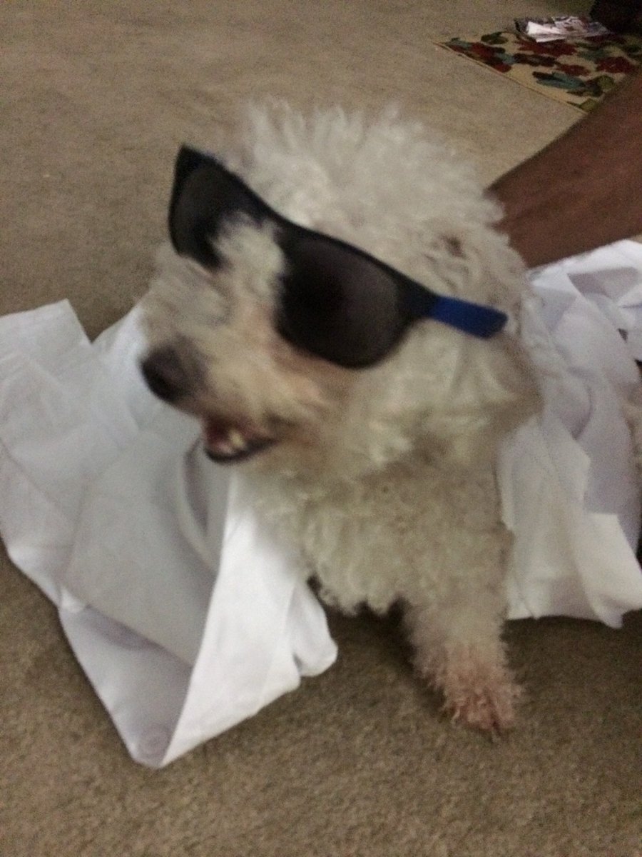 MikeNyeMicro's tweet photo. Introducing the Microbiology Dude Dog aka Teddy! Please refer all technical questions over to him.
#scicomm #SFStateBio @SFSU @calstate #sanfranciscostateuniversity #microbiology https://t.co/aEkI0c2b3P