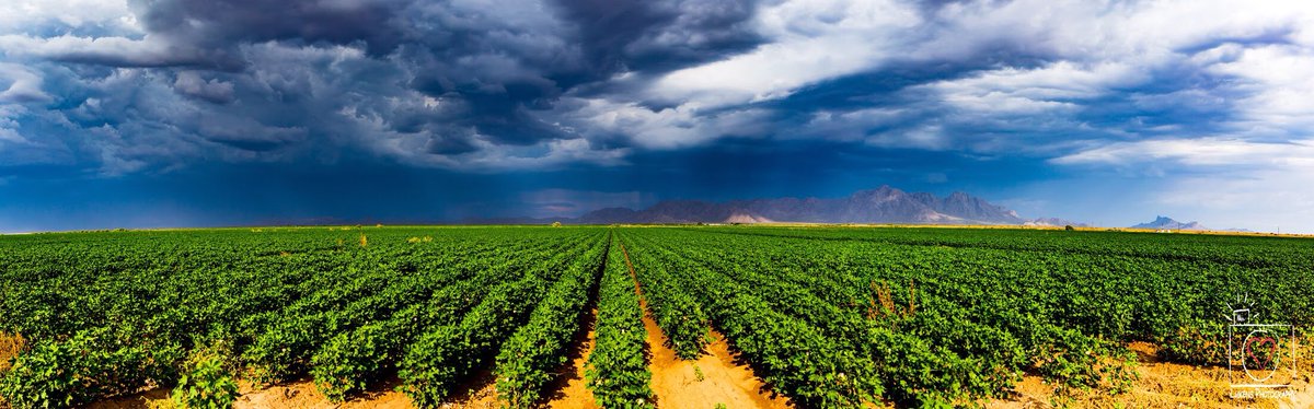 lukensphoto's tweet photo. “Too far, too North.”
Taken July, something or otherwise, 2017.
#azwx #Panorama #cotton #green #Monsoon2017 #arizonawx #StormHour #StormHunters #Weathercloud #weather https://t.co/piHh0ATa3f