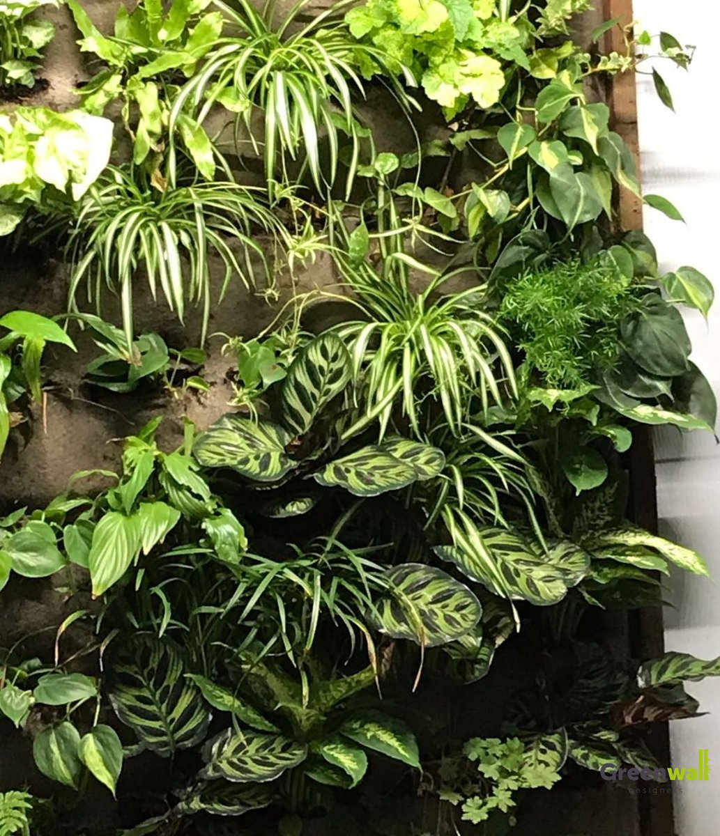 Greenwall_nl's tweet photo. Breng mee kleur op kantoor, in je woning of in je winkel met onze groene wanden. of plantschilderijen. Deze groenewand hebben wij gerealiseerd in een showroom. Neem contact met ons op om de mogelijkheden te bespreken. https://t.co/O5VgPBRx26