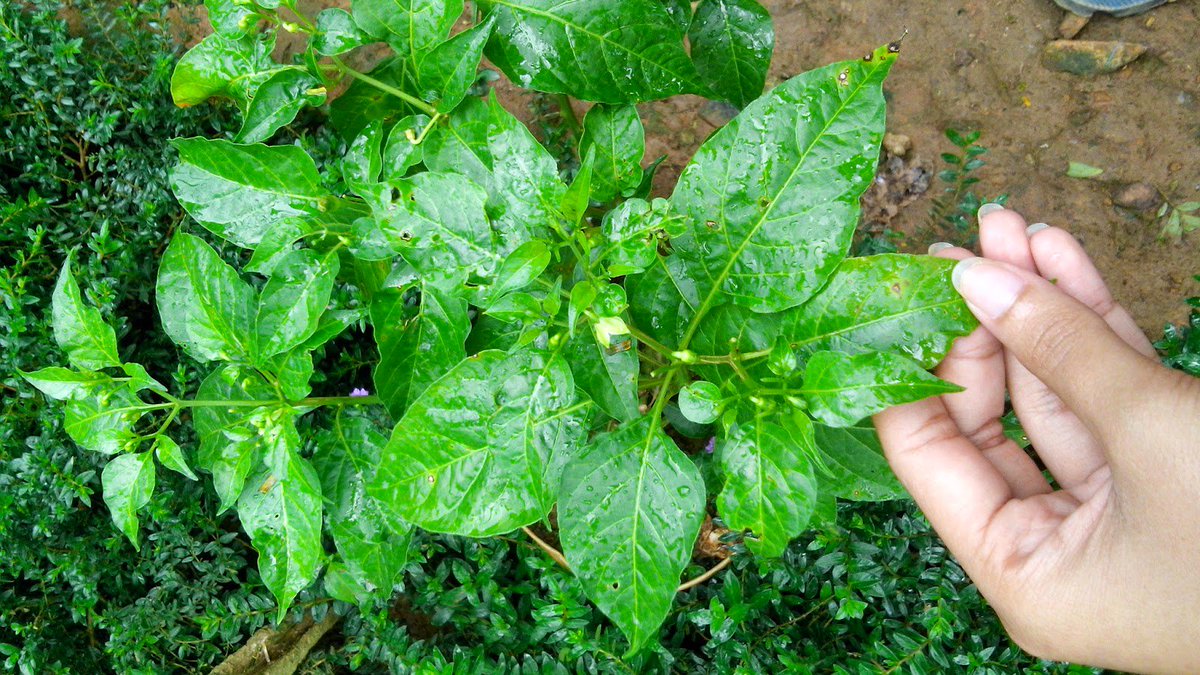 Daun cabai merupakan tanaman yang banyak di budidaya oleh para petani indonesia. Hal ini di karenakan tanaman cabai ini memiliki nilai jual yang tinggi, dan selalu di butuhkan semua orang. Karena hampir di semua jenis masakan, selalu menggunakan cabai.