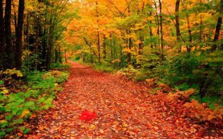 해지도록 만나는 이 한 사람 없고 
구름 밖에 풍경소리 들려만 오네 
날씨 차고 가을 이미 저물어 가니 
단풍 들어 지는 잎 산길을 덮네.