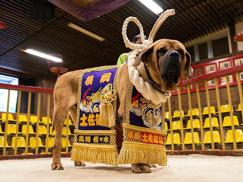 同様の 阻害する 珍しい 東宝 力 土佐 犬 Probo Sanwa Jp