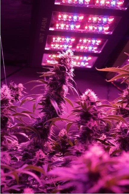unitfarmled's tweet photo. Ready for next round ๐ช๐ช๐ช๐ช How about you? #UFO #UNITFARM #UFO160LED #UFO320LED https://t.co/kNZQ9ziiL0