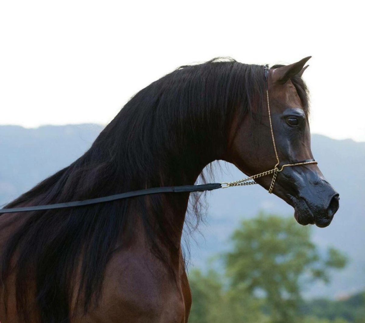 FranceauQatar's tweet photo. Fรฉlicitations , Mabruk @JoaanBinHamad @AlShaqab for #Wadee Al Shaqabโs ยซย Senior World Male Championย ยป tittle at the Salon Du Cheval 2017 in #Paris ! #SalonduCheval #Stallion #AlShaqab #Qatar https://t.co/TLMwbYSOSO