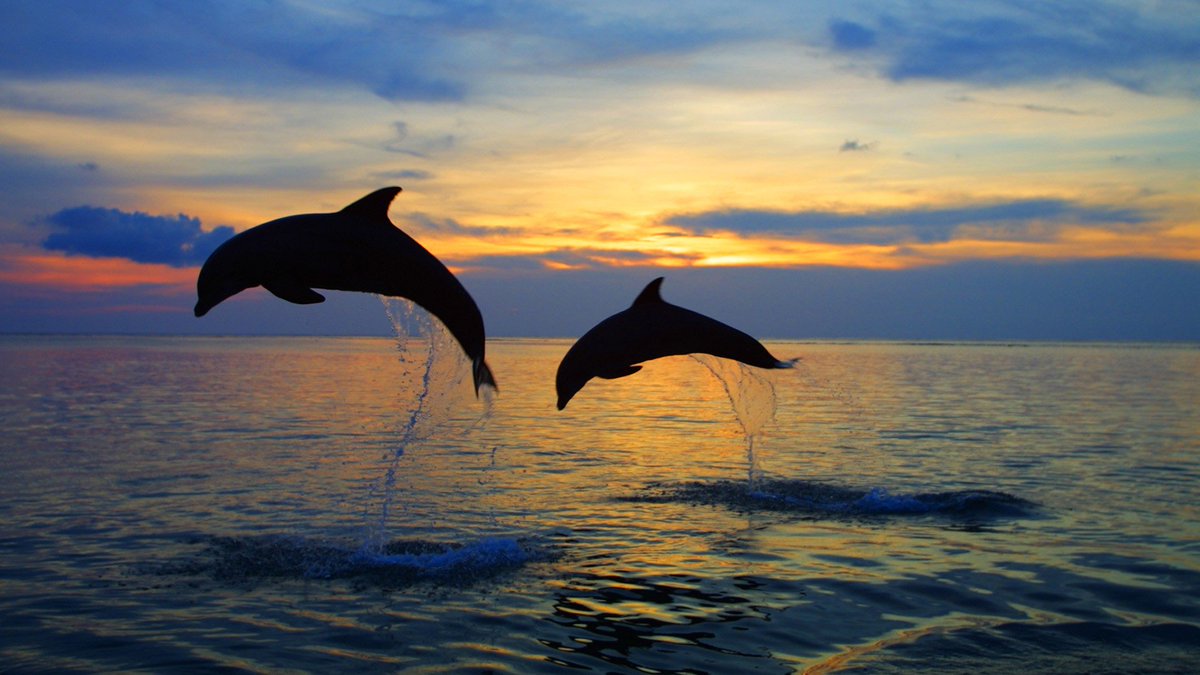 Java_advtrail's tweet photo. Dolphin tour in Lovina Beach, Bali ๐ฎ๐ฉ
#bali #travel #agung #MountAgung #holiday #balisafe #vacation #Indonesia #javaadventuretrail https://t.co/dSqvP5uhSJ