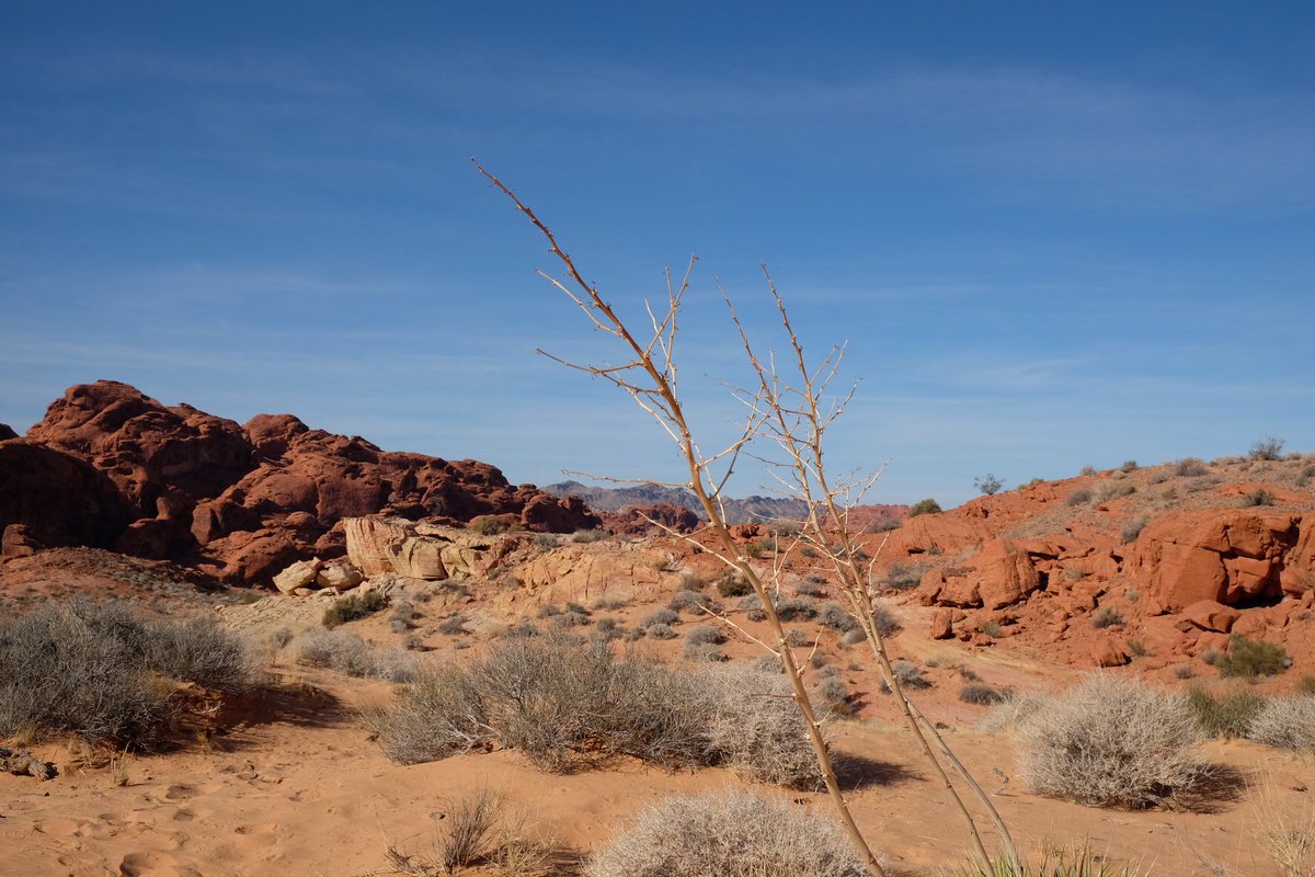 di_cicco's tweet photo. Team @d2si #valleyoffire #nevada #reinvent 😃🤟 https://t.co/XemQtiHwxW