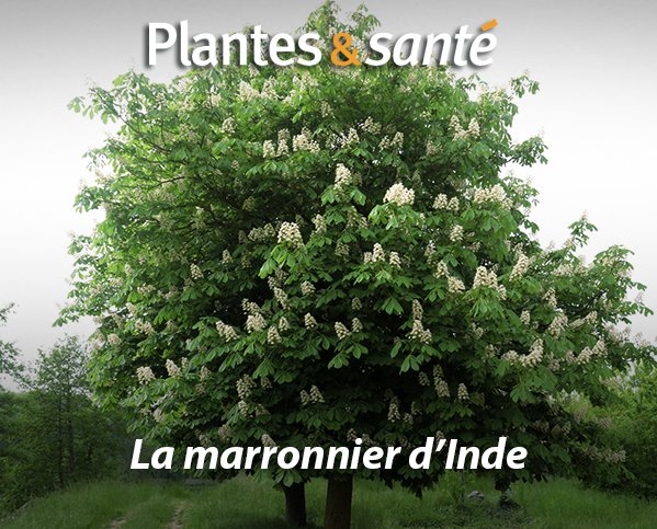 Image de la semaine / Le marronnier d'inde
Vertues medicinales : urlz.fr/5wQW
