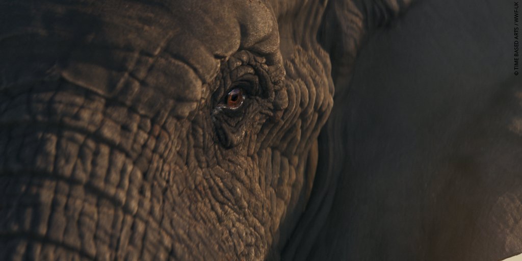 wwf_uk's tweet photo. Donate towards our work on #GivingTuesday via Facebook donate &amp; your donation could be doubled by Facebook! Like our page so you’re all ready: https://t.co/luvKt2kuZB 🐘 #JustLikeUs https://t.co/YOtSP6itt1