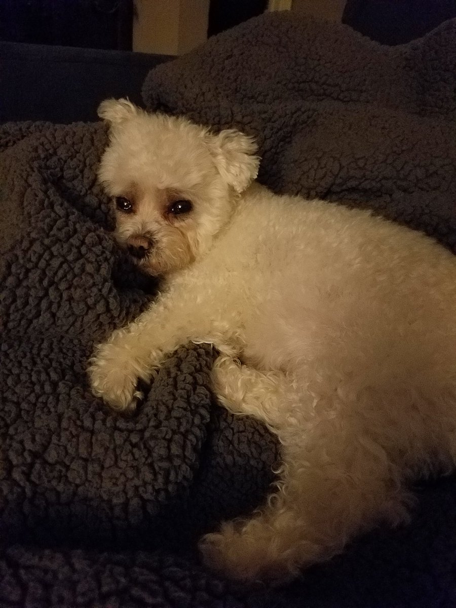 radioaricka's tweet photo. My baby girl #clairbear 💕 https://t.co/7Bb3e7l7eW