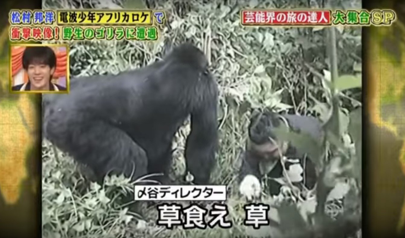 うんこ食べるマン ちょっと分かりにくいけど ジャングルで遭遇したゴリラに敵意がないことをアピールするために必死に草を食べる松村邦洋 T Co D9eigo595j Twitter