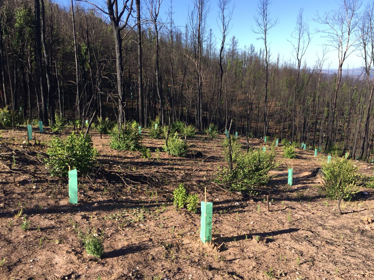 royal_forestry's tweet photo. via @andyheald
Interesting to see these tree shelters being used to help restore native Nothofagus forest, part of a large scale research project #NGP2017 https://t.co/gxuUtQmenB