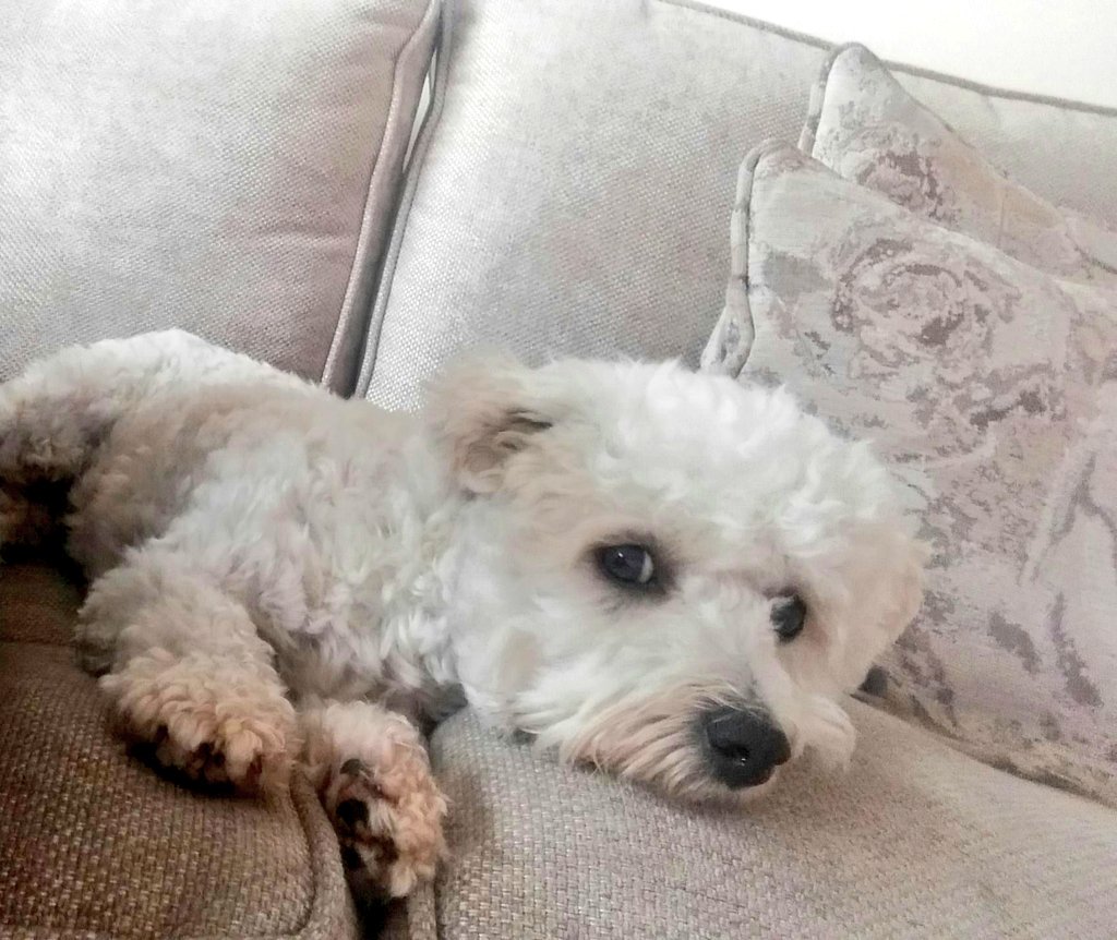 xxPrincessAlixx's tweet photo. All sad after his injections 😭 https://t.co/aLVinbVfTq