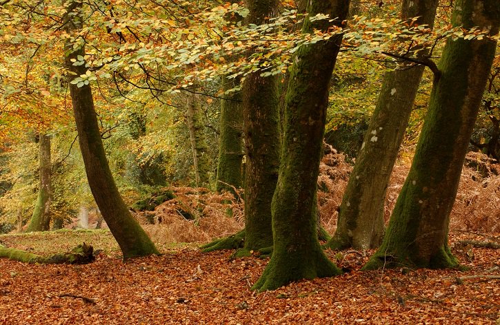 ForestryLS's tweet photo. It's #NationalTreeWeek! Find out all about @WoodlandTrust's new #TreeCharter, and the 800-year old historical document that inspired it https://t.co/KC0gCRA1iY #History #Trees #Forests https://t.co/qZenS8eW5K