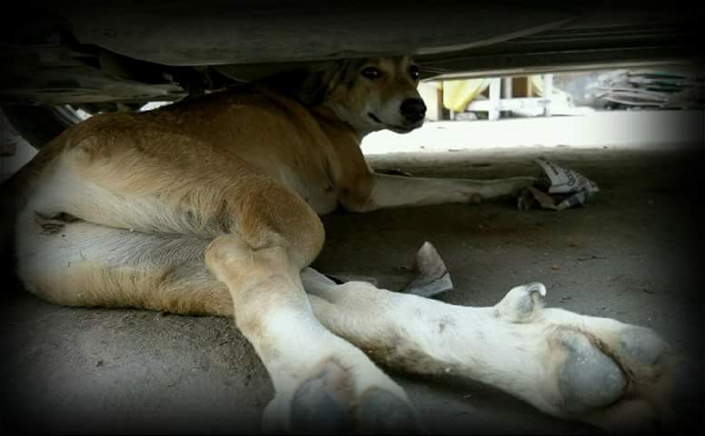 dhyanfoundation's tweet photo. His legs got #fractured in an accident. DF volunteers #rescued the dog with the help of red paws vehicle and took him to #krishnaashram.
#DogRescue https://t.co/x9Zjr1rNQ0