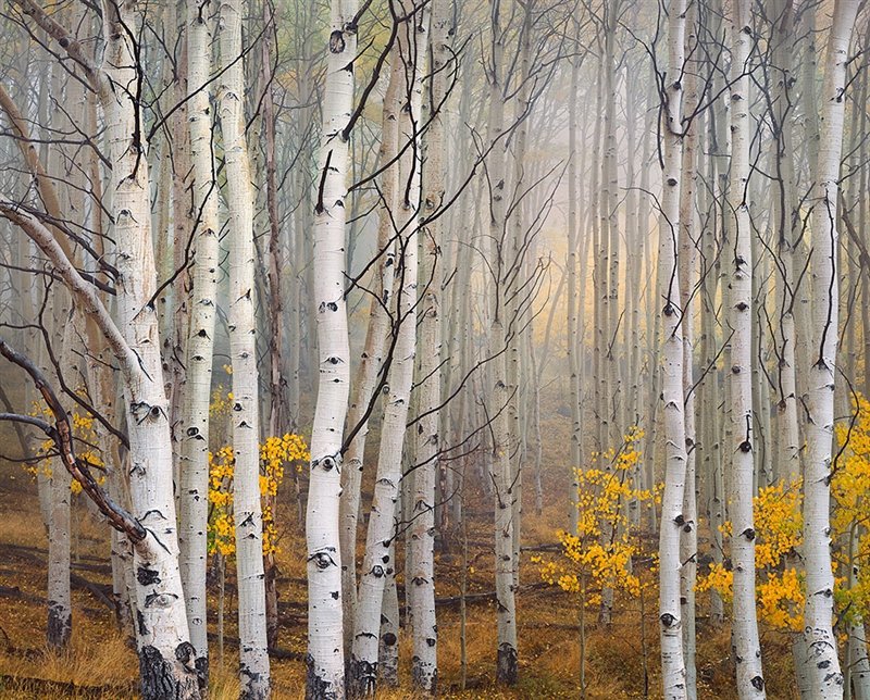 Fotospeed's tweet photo. In light of @wmdore_images recent win in our #fsprintmonday competition we decided it would be nice to share some wonderful pictures of trees. Please do share #CharlesCramer #JoeCornish #CharlieWaite #MarcAdamus https://t.co/nkBuioMfkF