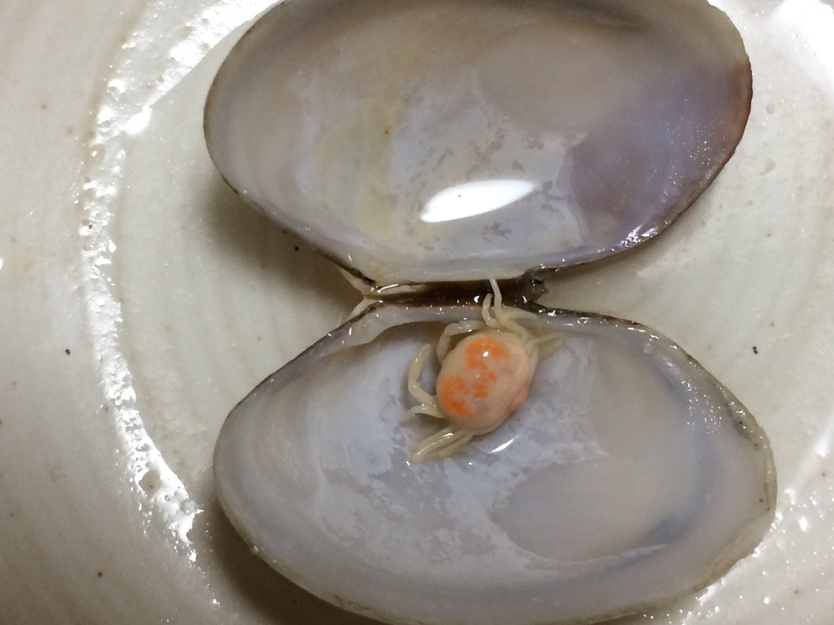 ピンノ Op Twitter