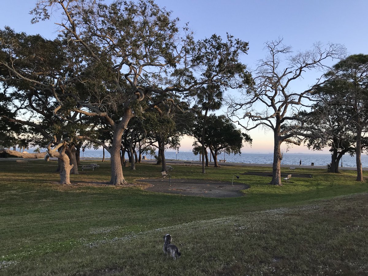 johnwylie's tweet photo. Kipper and I are going to miss these kinds of mornings in Tampa... 🐶 https://t.co/gXKYts00wP