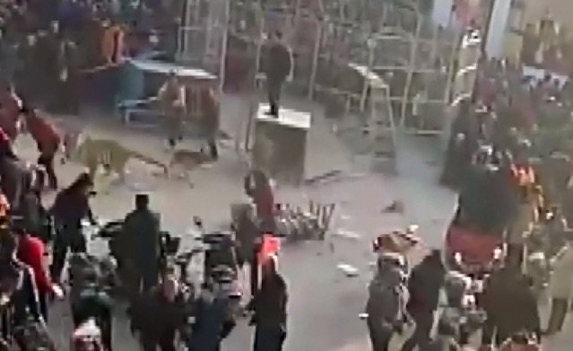 nmasunivision's tweet photo. 🎥 | Un tigre escapa de su jaula en medio de una función y hiere a dos niños en China. https://t.co/tYWIUaiAHu https://t.co/oLLQxuDrU3