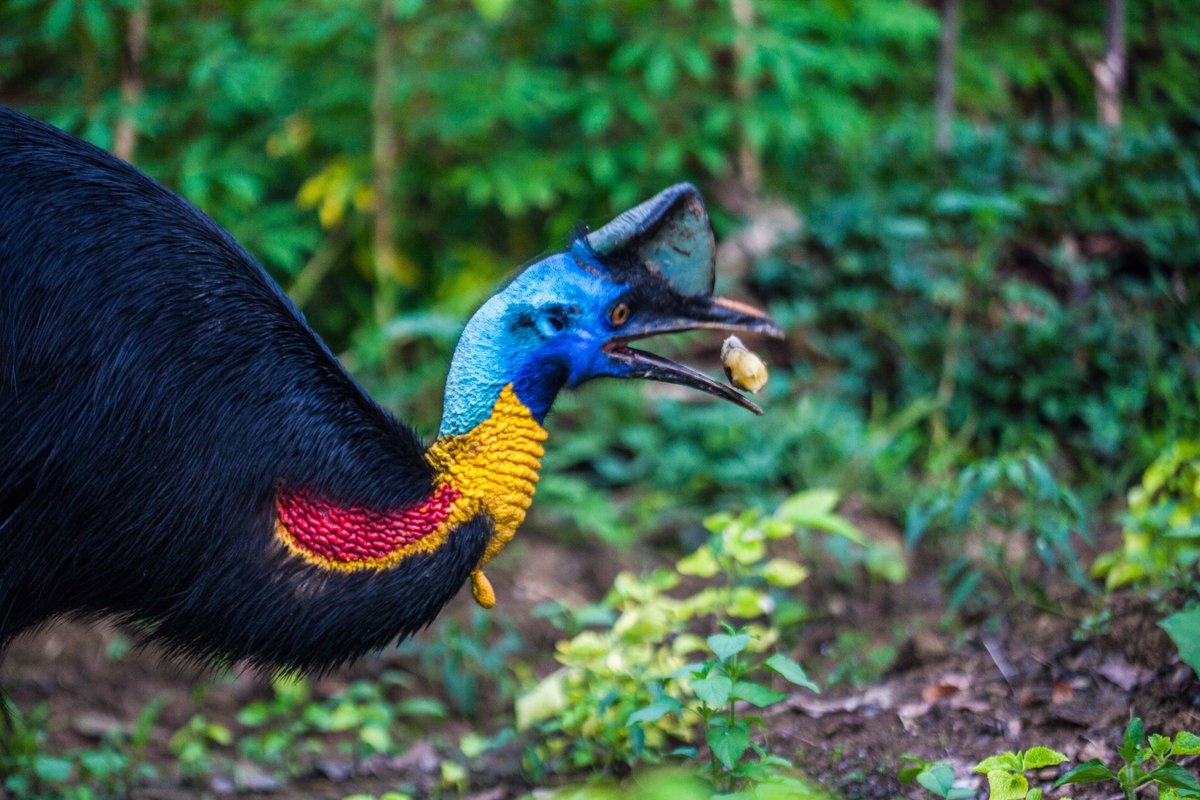 Greenpeace Indonesia On Twitter Mau Dengar Suara Unik Burung