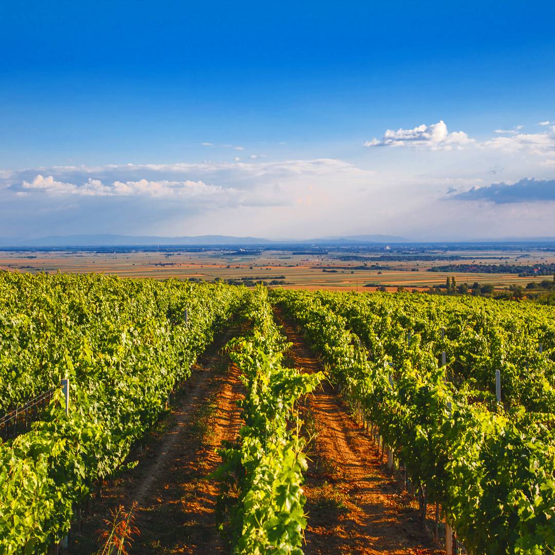 Serbian_Soul's tweet photo. Leaning on the southern slope of Fruška gora stands Deurić winery
Fruška Gora is at the same time oldest vine growing region in Serbia. @DeuricWine @Serbian_Soul @vinesleek #vinesleek #wine @winetourmag @WinesofSerbia #travel #tourism #visitSerbia #traveler #winetime https://t.co/cBqwBZwd4U