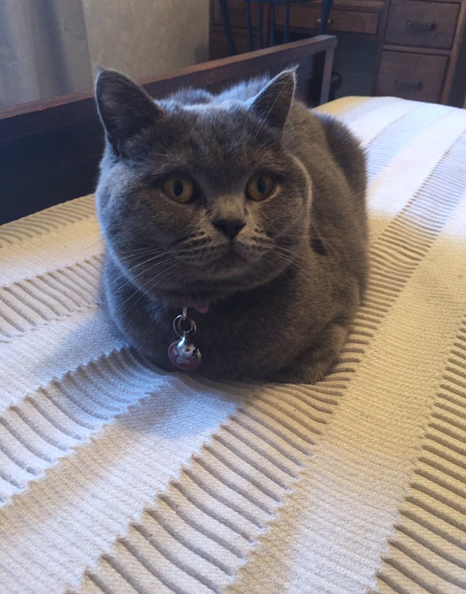Feast your eyes on today's super bake 😸🍞
#KittyLoafMonday #CatsOfTwitter #catlife 🐾🐾
