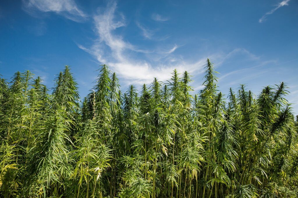 CBDolie_org's tweet photo. CBD-olie, cannabisolie of wietolie? Wat is wat? - https://t.co/LMqtd1znRz https://t.co/1mEDomY5HG