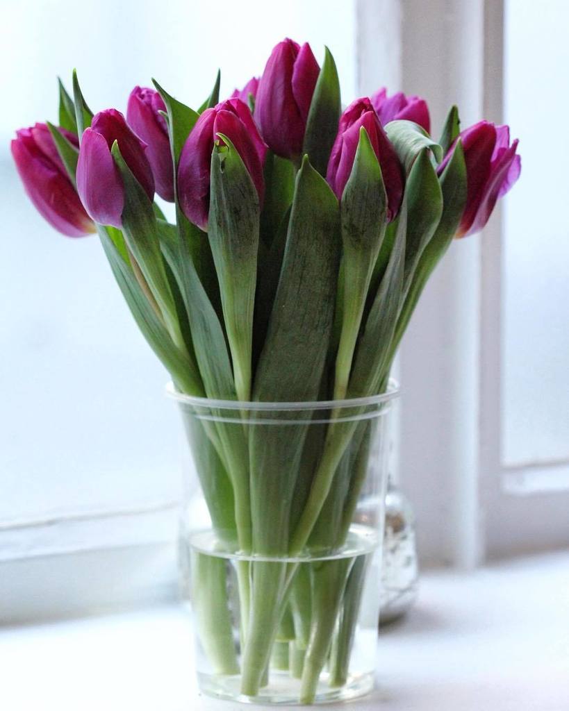 (Early) Sunday mornings are the best. Love how the light comes in through the windows ✨💜✨
#purpletulips
.
.
.
.
.
.
More 💐💐💐:@hailmaryco
.
.
.
.
#beautyinsimplicity #floraldesign #slowfloralstyle #flowersandotherstories #botanicaldreamers #stilll… ift.tt/2AcoTCZ