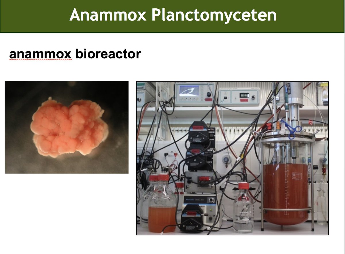 msmjetten's tweet photo. Part ii teaching anammoxology to 2nd year Bsc Biology students @Radboud_Uni #ammonium #nitrite #hydrazine #anammoxosome #ladderane lipids see @LauravanNiftrik &amp; @msmjetten in https://t.co/D1Io97HpCm https://t.co/oto4rYN8pf