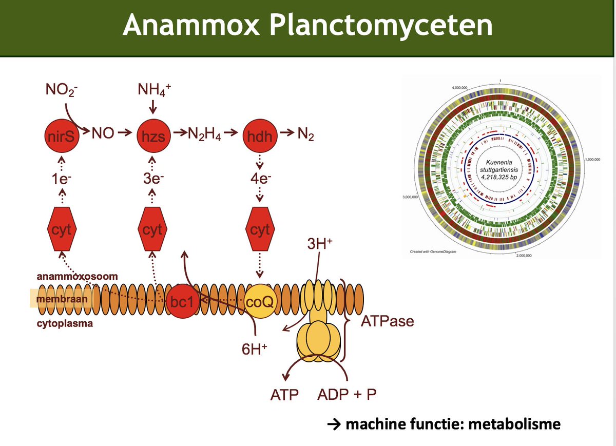 msmjetten's tweet photo. Part ii teaching anammoxology to 2nd year Bsc Biology students @Radboud_Uni #ammonium #nitrite #hydrazine #anammoxosome #ladderane lipids see @LauravanNiftrik &amp; @msmjetten in https://t.co/D1Io97HpCm https://t.co/oto4rYN8pf
