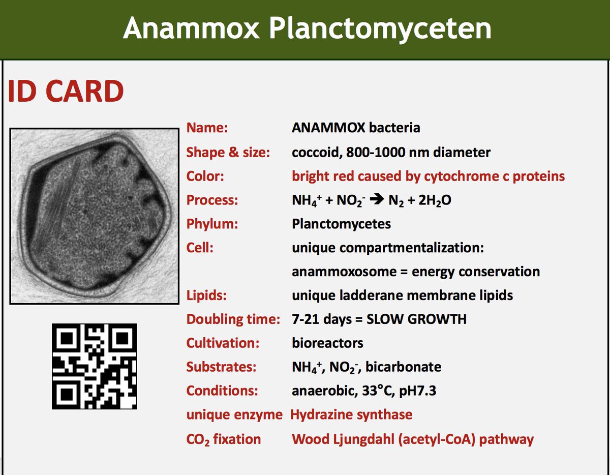 msmjetten's tweet photo. Part ii teaching anammoxology to 2nd year Bsc Biology students @Radboud_Uni #ammonium #nitrite #hydrazine #anammoxosome #ladderane lipids see @LauravanNiftrik &amp; @msmjetten in https://t.co/D1Io97HpCm https://t.co/oto4rYN8pf