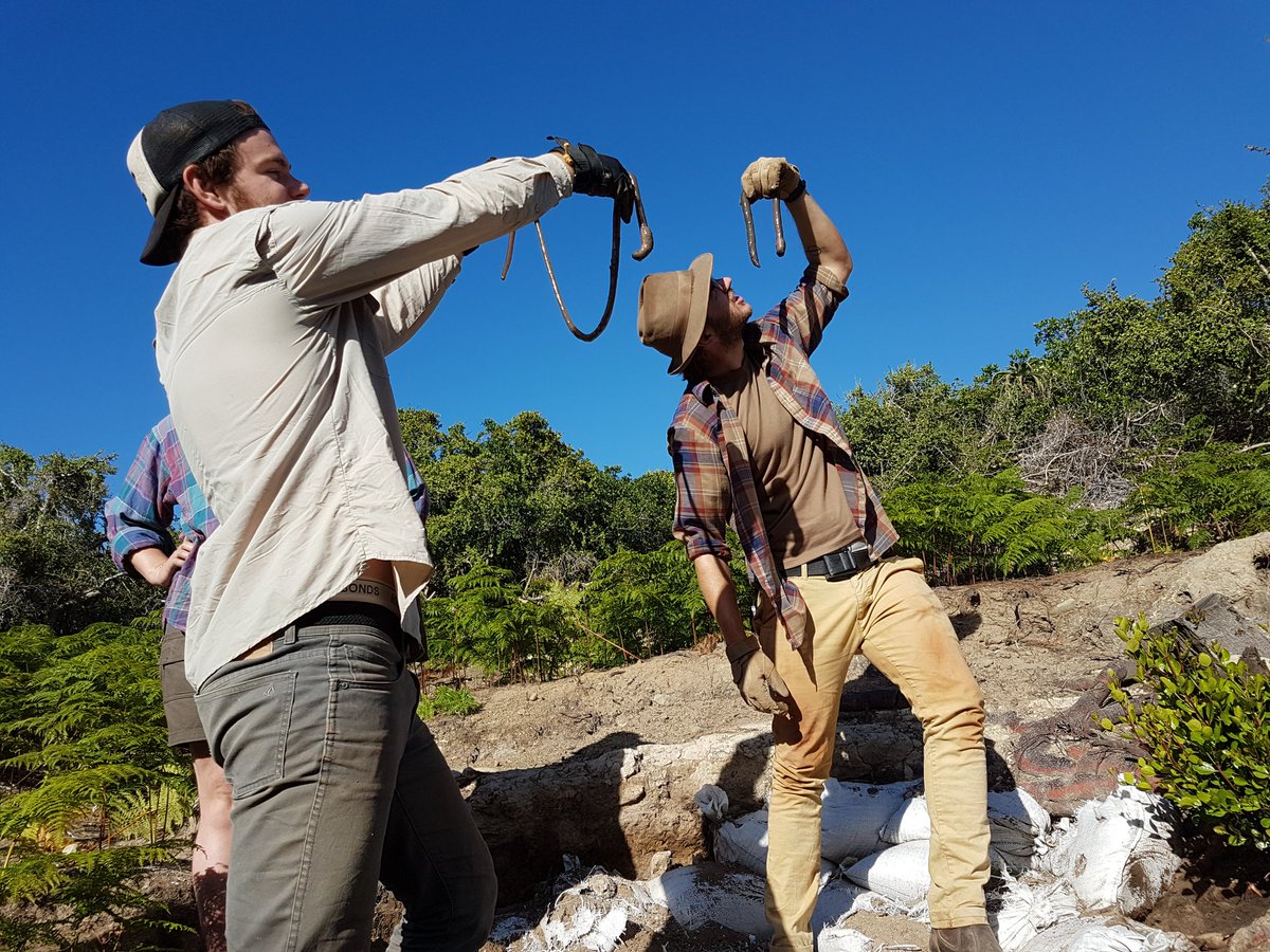 Matt_MWilliams's tweet photo. Finds of a different kind, giant African earthworms @Ozarchaeomaglab #ASAP2017 https://t.co/CwCu2rCzkV