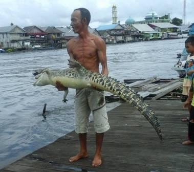 Buaya sudah di jinakkan dan akan dijadikan tambul, besok kita angkat 🏆 bawa pulang ke Medan! WANI! 😝
