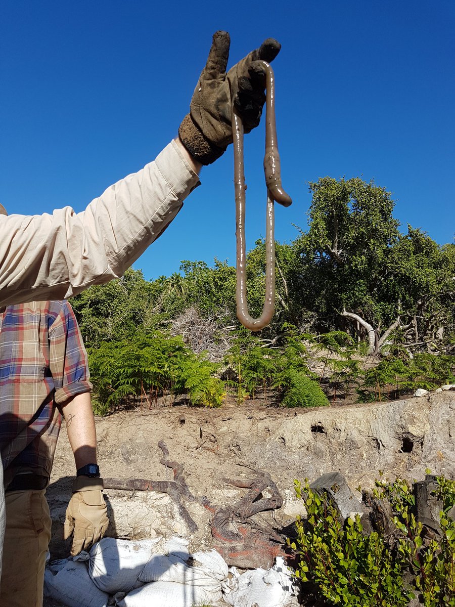 Matt_MWilliams's tweet photo. Finds of a different kind, giant African earthworms @Ozarchaeomaglab #ASAP2017 https://t.co/CwCu2rCzkV