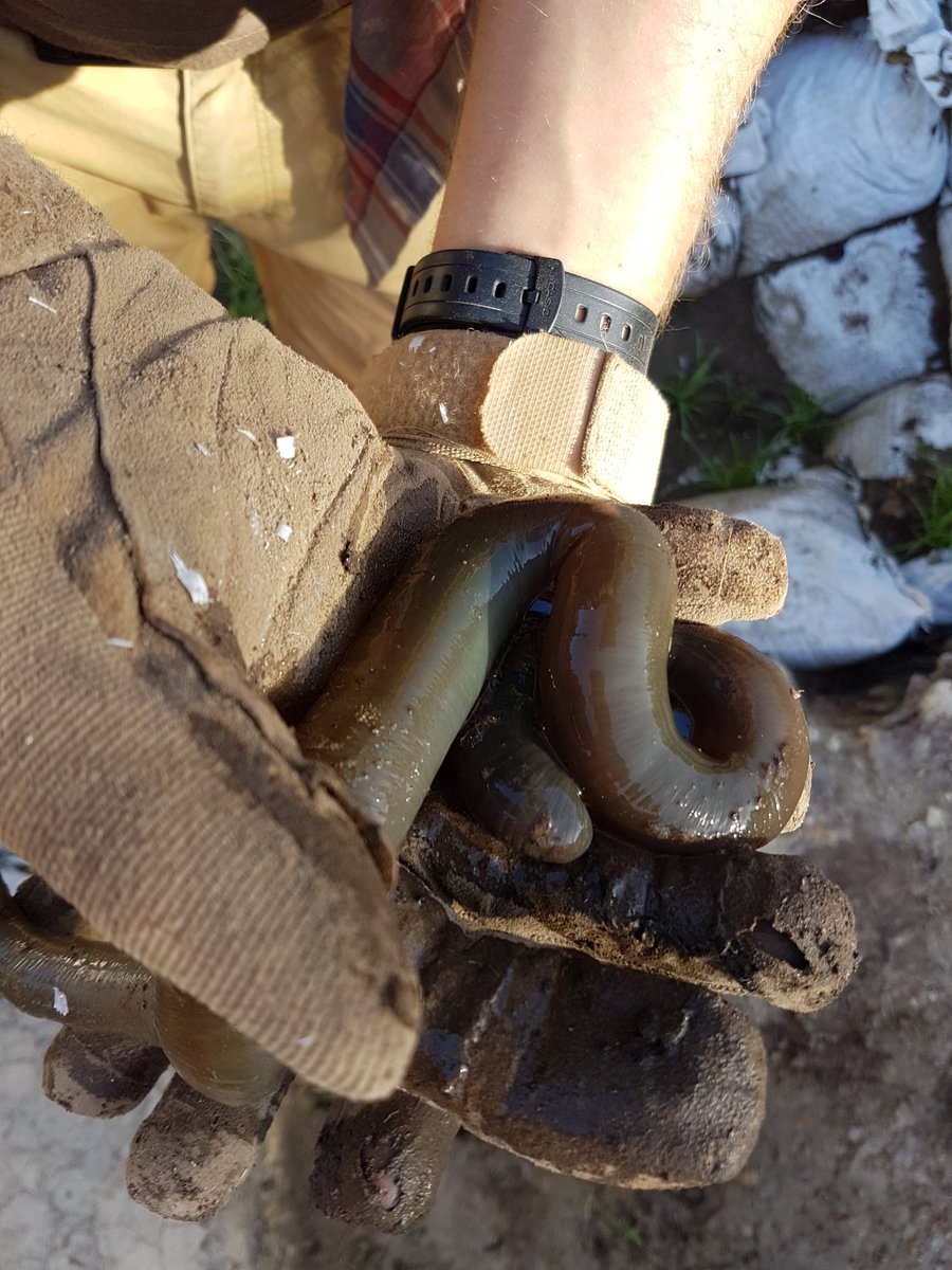 Matt_MWilliams's tweet photo. Finds of a different kind, giant African earthworms @Ozarchaeomaglab #ASAP2017 https://t.co/CwCu2rCzkV