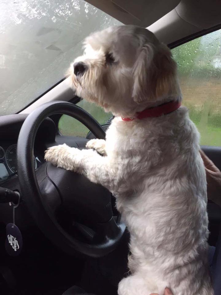 DogBoardingComp's tweet photo. Back to work says Archie 💼 Actually he has the most important work... to drive mammy mad!!! 😂💩
#crazydog #lovedriving https://t.co/Xr80SlM3TW
